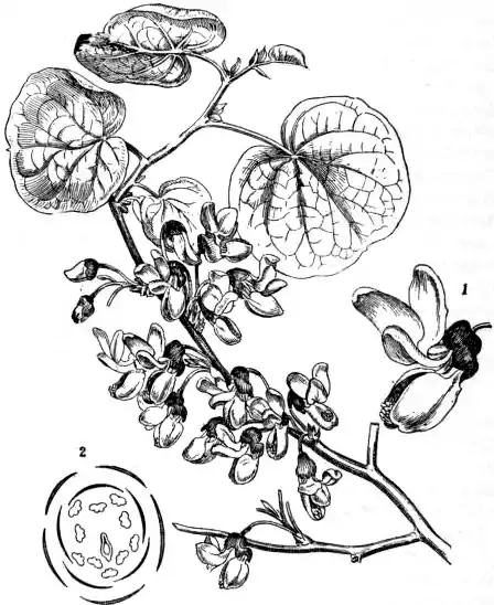 EB1911 - Leguminosae - Fig. 5.—Flowering branch of Judas-tree (Cercis siliquastrum).jpg