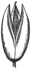 EB1911 - Liliaceae - Fig. 1.—Fruit or Capsule of Meadow Saffron.jpg