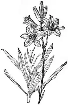 EB1911 - Lily - Madonna or White Lily (Lilium candidum).jpg