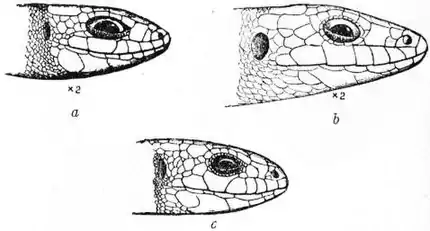 EB1911 - Lizard - Fig. 2.—Heads of British Lizards.jpg