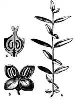 EB1911 - Olive.png