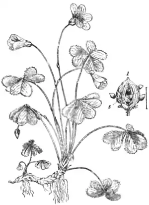 EB1911 - Oxalis.png