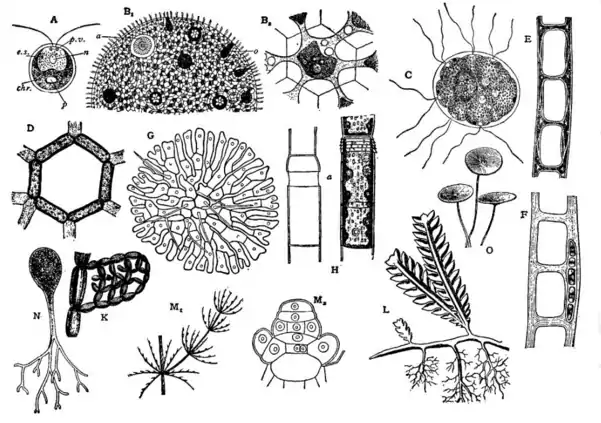 EB1911 Algae - Fig. 2.-Chlorophyceae.png