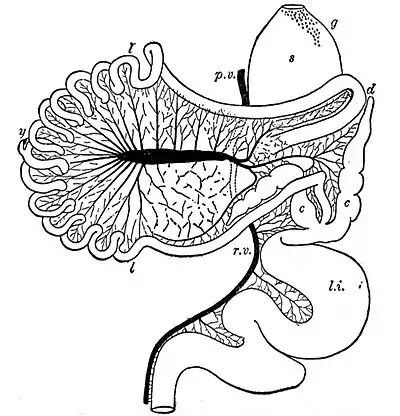 EB1911 Alimentary Canal Fig. 4.—Intestinal Tract of Chauna chavaria.jpg