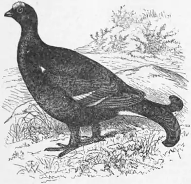 EB1911 Blackcock (bird).jpg