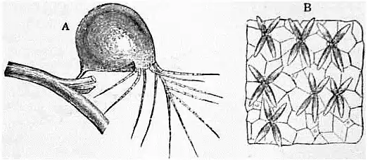 EB1911 Bladder-wort.jpg
