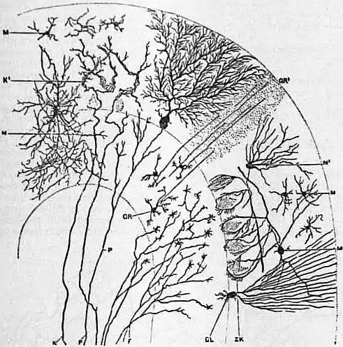 EB1911 Brain Fig. 7-Transverse Section of Cerebellar Folium.jpg