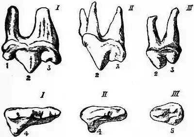 EB1911 Carnivora Fig. 1 - Left upper sectorial or carnassial teeth.jpg