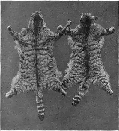 EB1911 Cat - Fig. 3.—SKINS OF THE EUROPEAN WILD CAT.jpg