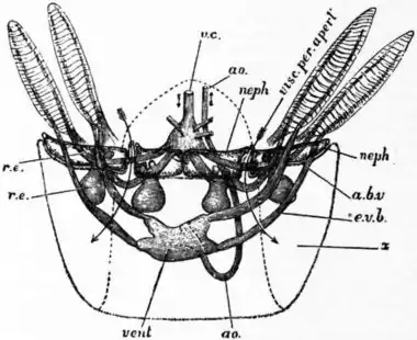 EB1911 Cephalopoda Fig. 11.—Relations of the four nephridial sacs, viscero-pericardial sac, heart and large vessels in Nautilus.jpg