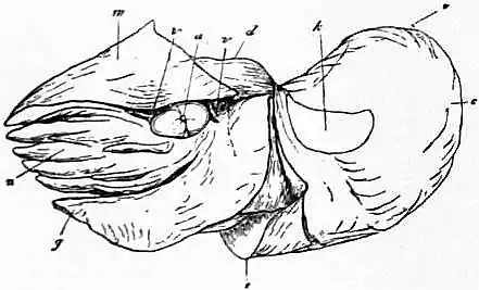 EB1911 Cephalopoda Fig. 3.—Lateral view of the same specimen as that drawn in fig. 2.jpg