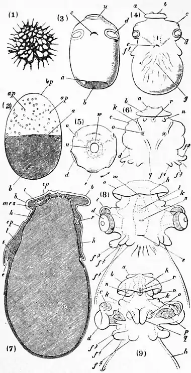 EB1911 Cephalopoda Fig. 35.—Development of Loligo.jpg