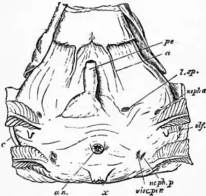 EB1911 Cephalopoda Fig. 5.—View of the postero-ventral surface of a male Pearly Nautilus.jpg