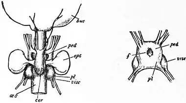 EB1911 Cephalopoda Figs. 30, 31.—Nerve-centres of Octopus.jpg