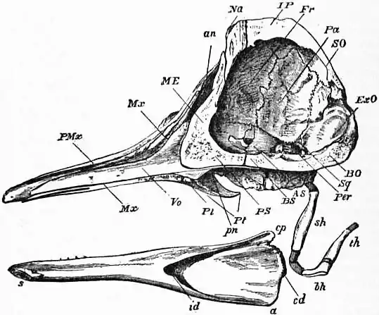 EB1911 Cetacea - Fig. 1.—A Section of the Skull of a Black-Fish.jpg