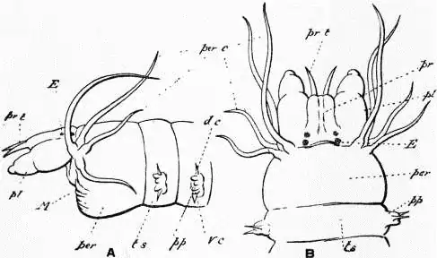 EB1911 Chaetopoda Fig. 1.—A, side view of the head region of Nereis cultrifera.jpg