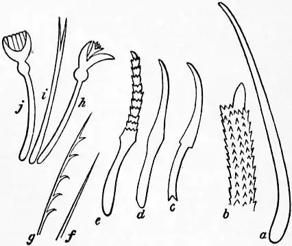 EB1911 Chaetopoda Fig. 11.—Setae of Oligochaeta.jpg