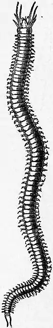 EB1911 Chaetopoda Fig. 7.—Nereis pelagica, L. (After Oersted.).jpg