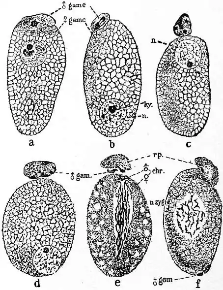 EB1911 Coccidia, Fig. 6.—ASSOCIATION AND CONJUGATION IN ADELEA OVATA.jpg