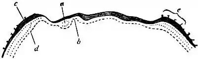 EB1911 Coelom - Fig. 3.—Blastodermic Vesicle.jpg