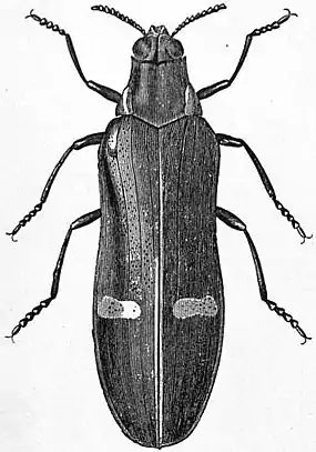 EB1911 Coleoptera - Fig. 19.—Catoxantha bicolor.jpg