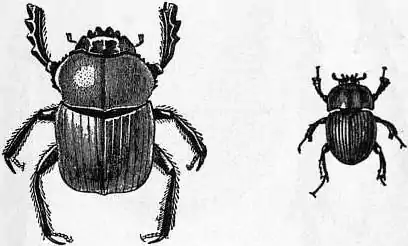 EB1911 Coleoptera - Fig. 27.—Scarabaeus Aegyptiorum, Fig. 28.—Geotrupes Blackburnei.jpg