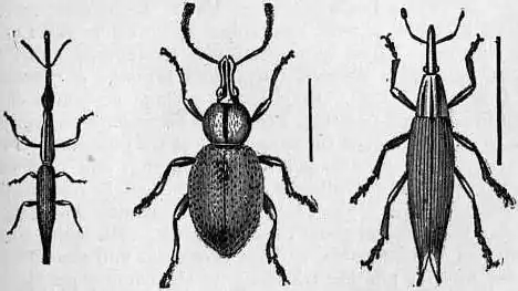 EB1911 Coleoptera - Fig. 40-42.—Brenthus anchorago; Otiorrhynchus ligustici; Lixus paraplecticus.jpg