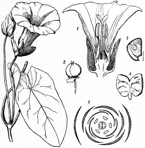 EB1911 Convolvulus sepium.jpg