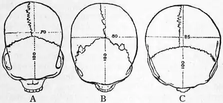 EB1911 Craniometry - Fig. 4.—Top view of skulls.jpg