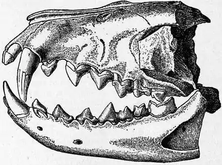 EB1911 Creodonta - Dentition of Hyaenodon leptorhynchus.jpg