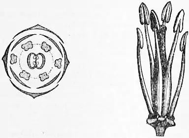 EB1911 Cruciferae Figs. 2. & 3.jpg