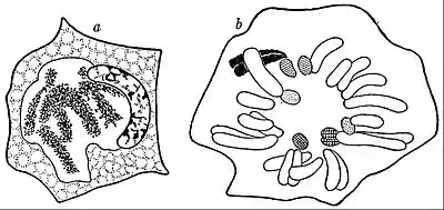 EB1911 Cytology - preparation for mitosis (2).jpg
