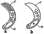 EB1911 Endospora - Spores of Sarcocystis tenella.jpg
