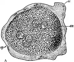 EB1911 Endospora - Trophozoite of Sphaerospora divergens.jpg