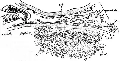 EB1911 Endospora - periphery of a cyst of Glugea stephani.jpg