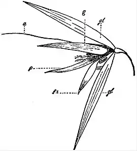 EB1911 Flower - Spikelet of Avena sativa laid open.jpg