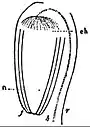 EB1911 Flower - anatropous ovule of Taraxacum.jpg