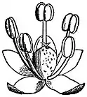 EB1911 Flower - apetalous flower of Chenopodium.jpg