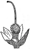 EB1911 Flower - calyx and pistil of Fraxinella.jpg