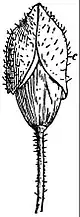 EB1911 Flower - calyx of poppy.jpg