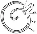 EB1911 Flower - campylotropous ovule of Cheiranthus.jpg