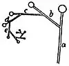 EB1911 Flower - definite floral axes.jpg