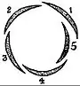 EB1911 Flower - diagram - imbricated aestivation.jpg
