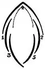 EB1911 Flower - diagram - vexillary aestivation.jpg
