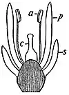 EB1911 Flower - diagram illustrating hypogyny of the flower.jpg