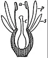 EB1911 Flower - diagram illustrating perigyny of the flower.jpg
