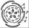 EB1911 Flower - diagram of Sedum flower.jpg