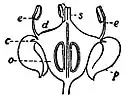 EB1911 Flower - flower of Aralia.jpg