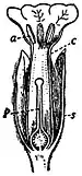 EB1911 Flower - flower of Primula veris.jpg