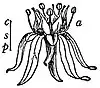 EB1911 Flower - flower of Sedum rubens.jpg
